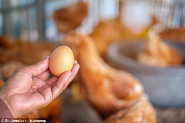 イギリス 生卵を食べることを全面解禁します 海外の反応 海外反応 I Love Japan